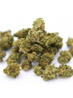 AMNESIA SMALL BUDS - VRAC 100G